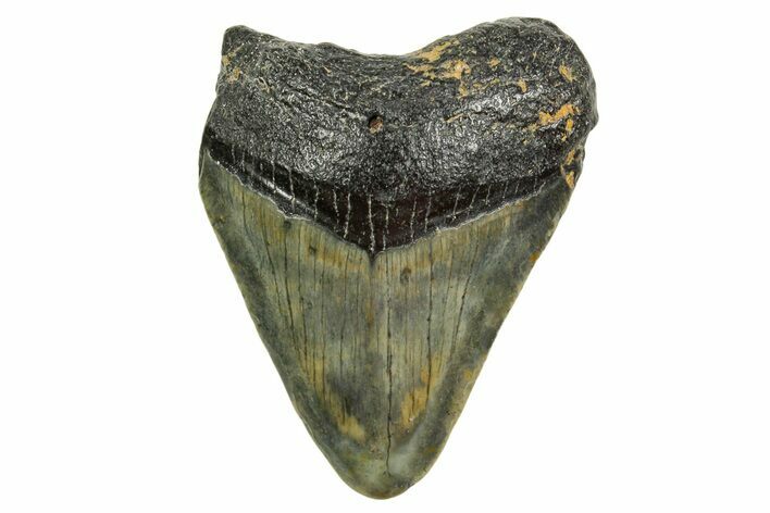 Juvenile Megalodon Tooth - North Carolina #361729